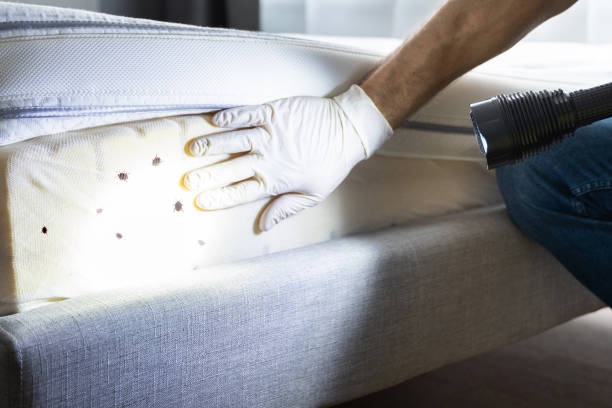 Best Rat Extermination Near Me  in Salida Del Sol Estates, TX