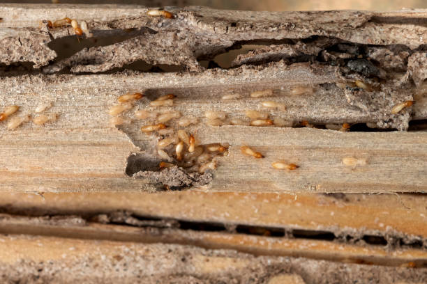 Best Exterminator Services  in Salida Del Sol Estates, TX